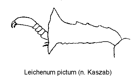 leichenum_pictum_vb.gif