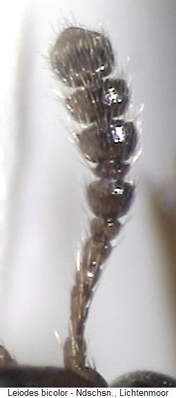 leiodes_bicolor_f.jpg
