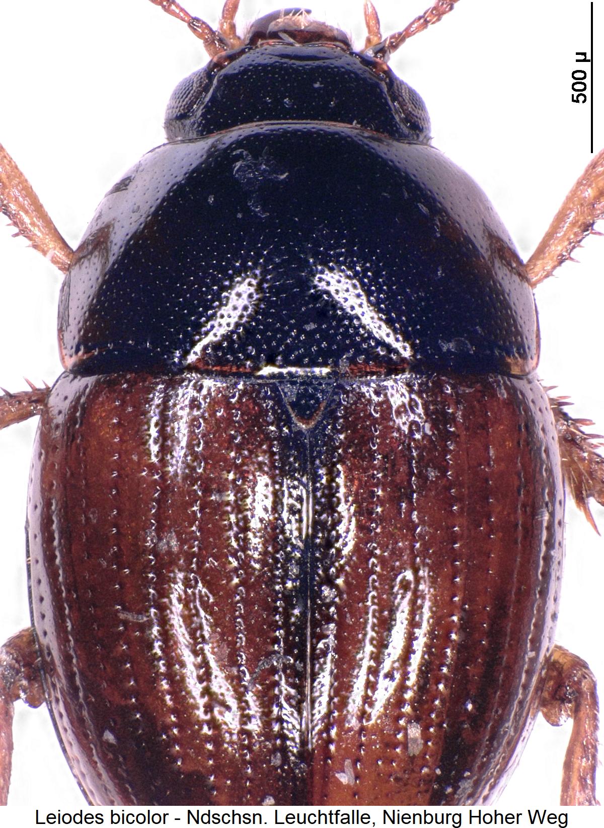 leiodes_bicolor_vk1.jpg