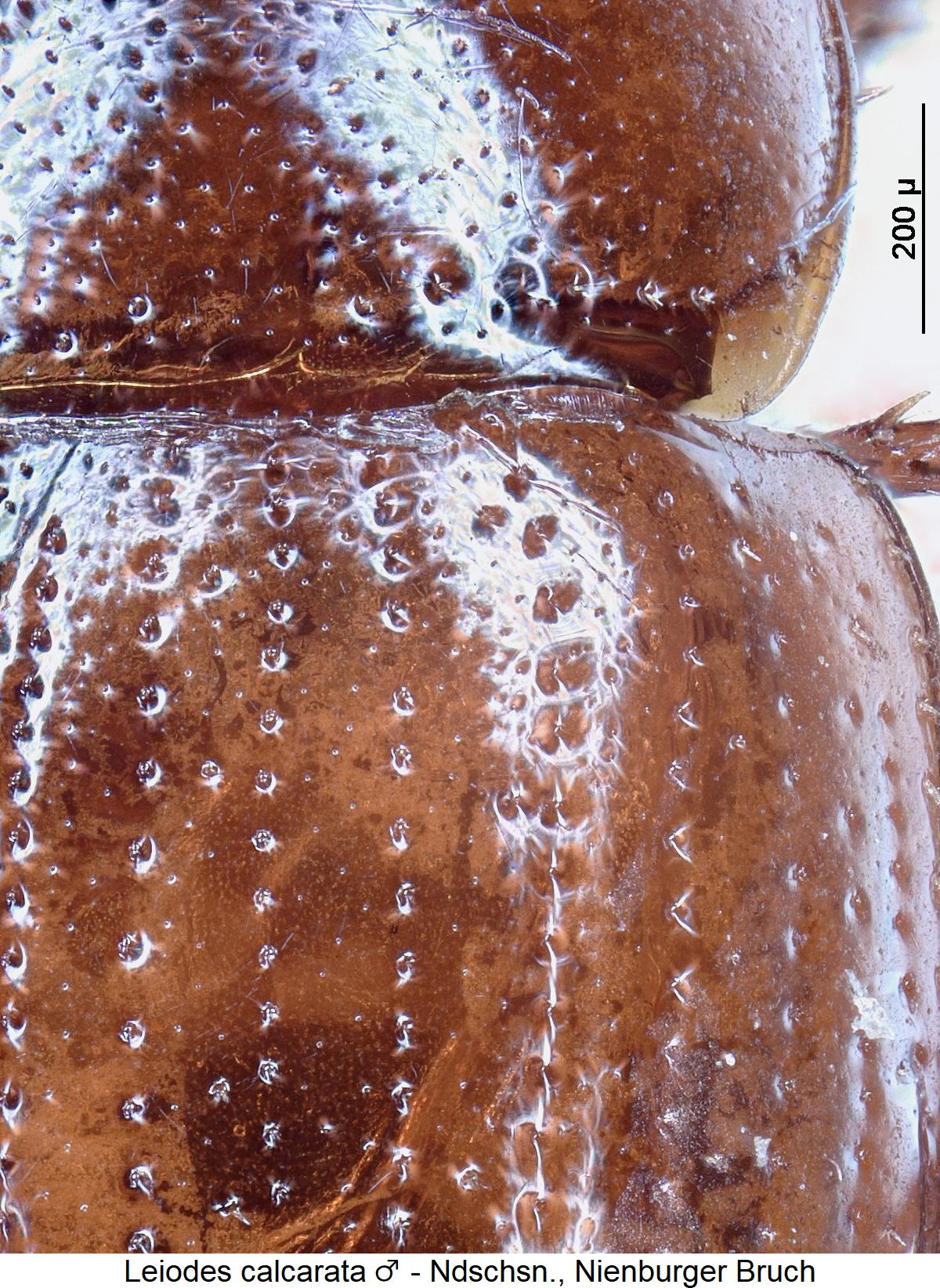 leiodes_calcarata_m_hum.jpg