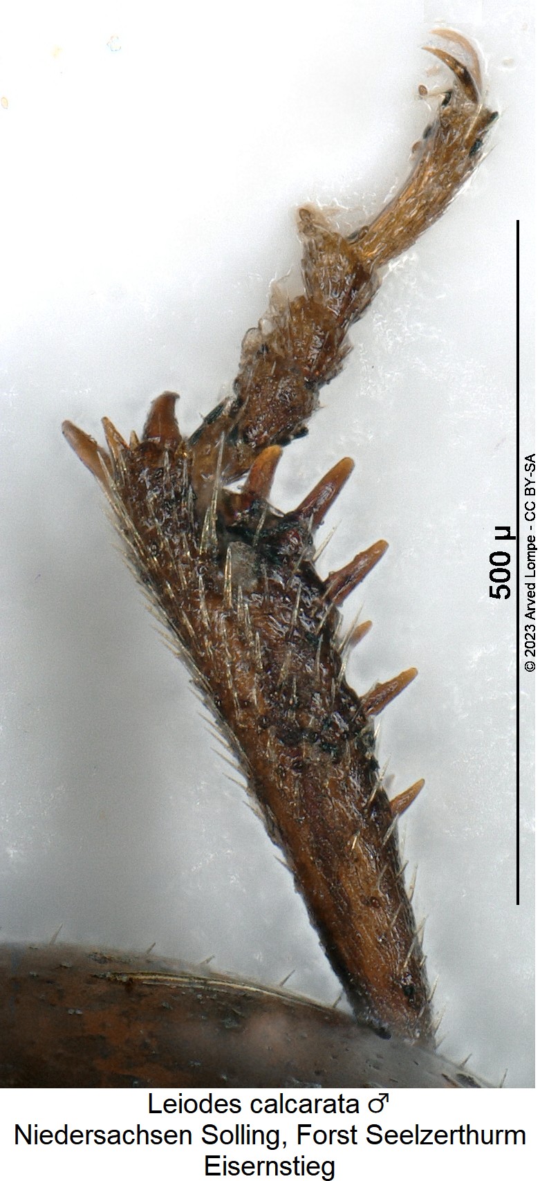 leiodes_calcarata_m_vschn.jpg