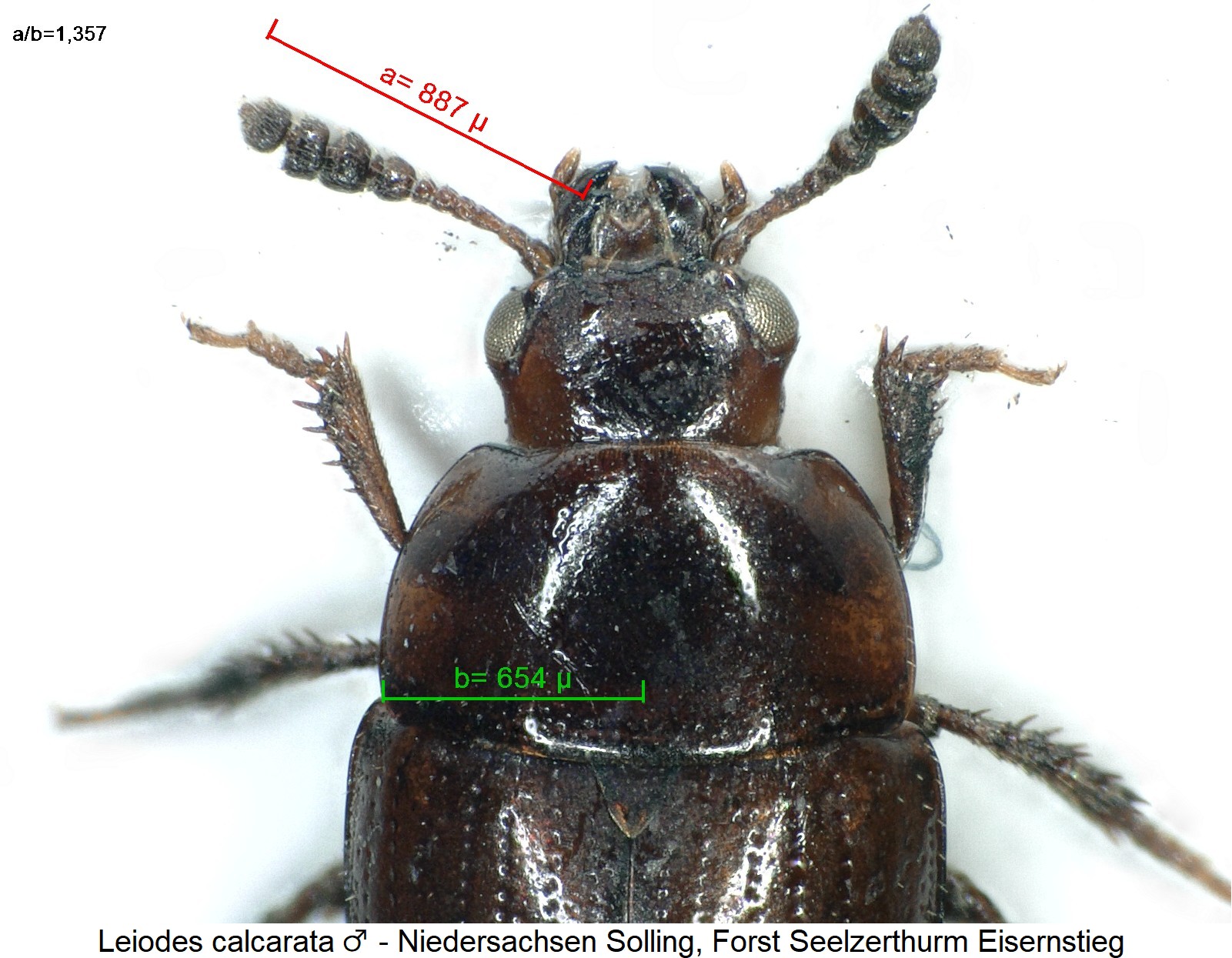 leiodes_calcarata_vk.jpg