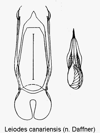 leiodes_canariensis.gif