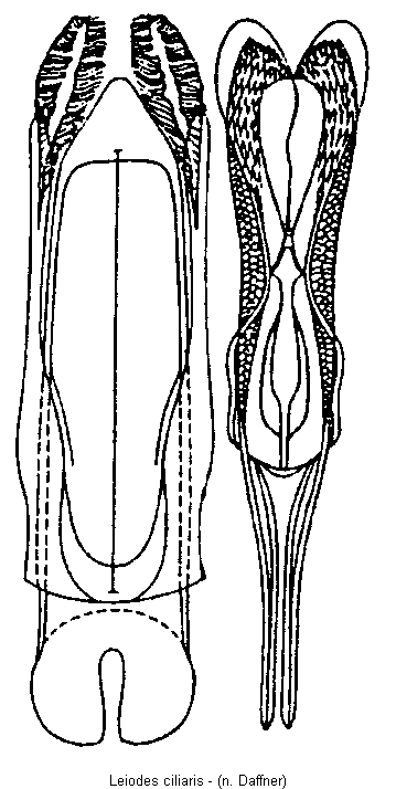 leiodes_ciliaris.gif