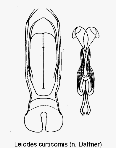 leiodes_curticornis.gif