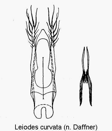 leiodes_curvata.gif