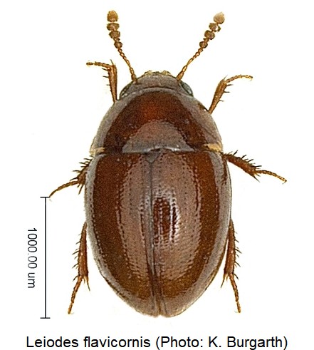 leiodes_flavicornis_hab.jpg