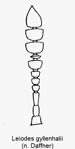 leiodes_gyllenhalii_f.gif