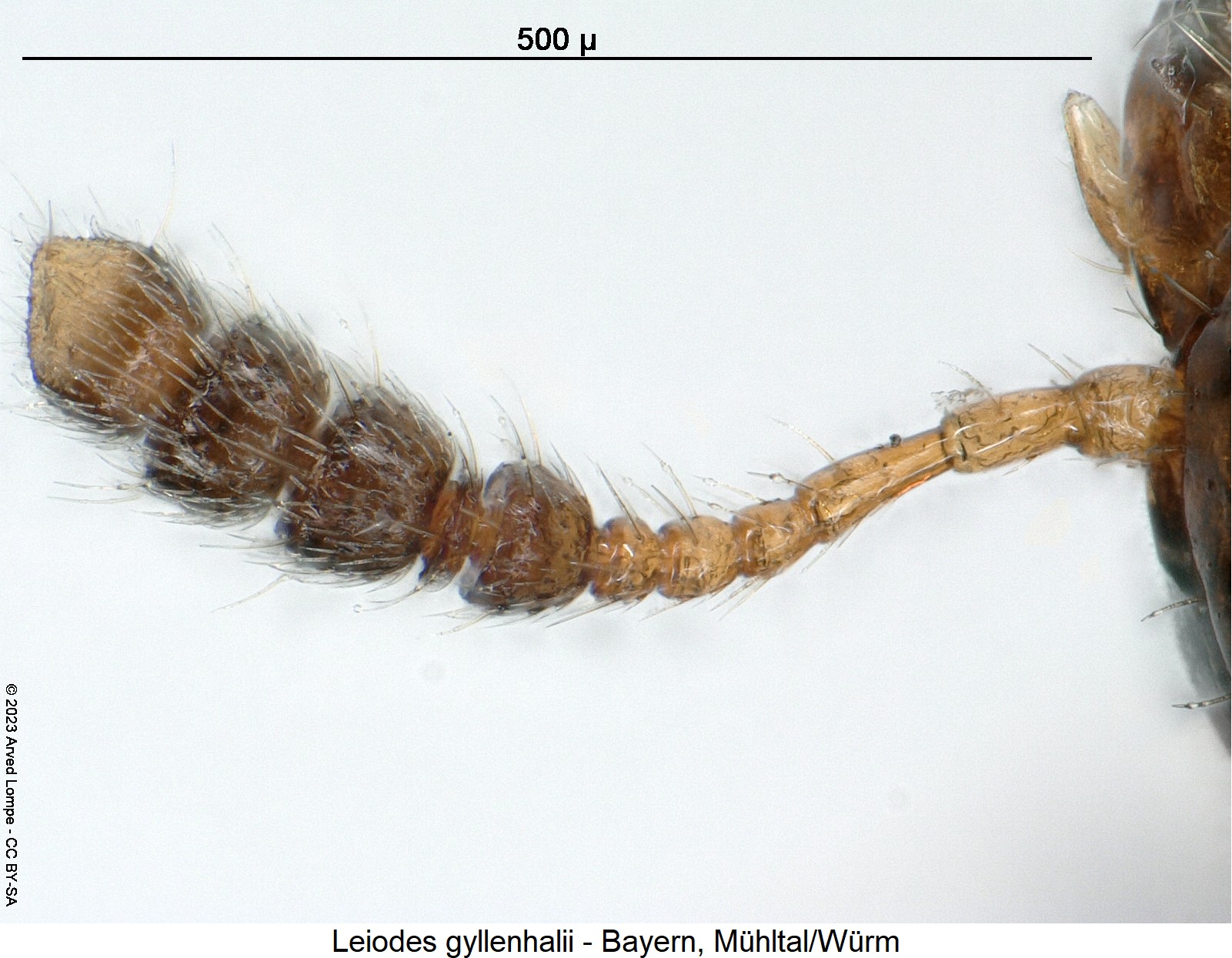 leiodes_gyllenhalii_f.jpg