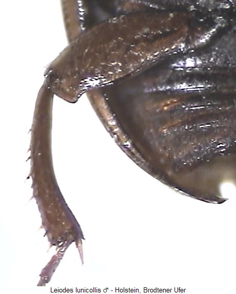 leiodes_lunicollis_us.jpg