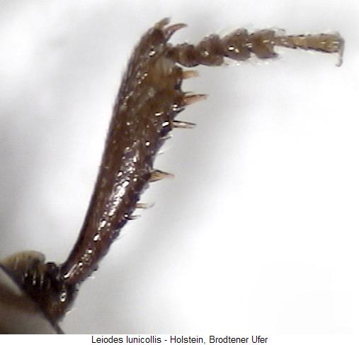 leiodes_lunicollis_vtr.jpg