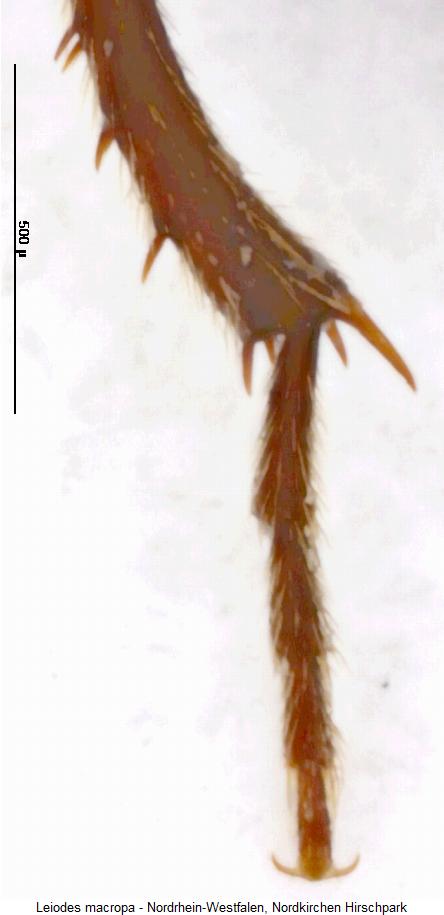 leiodes_macropa_htr.jpg