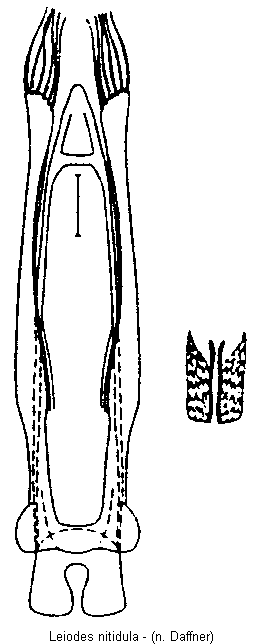 leiodes_nitidula.gif