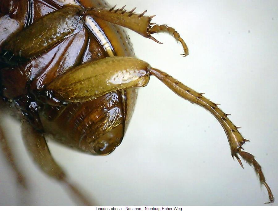leiodes_obesa_hb.jpg
