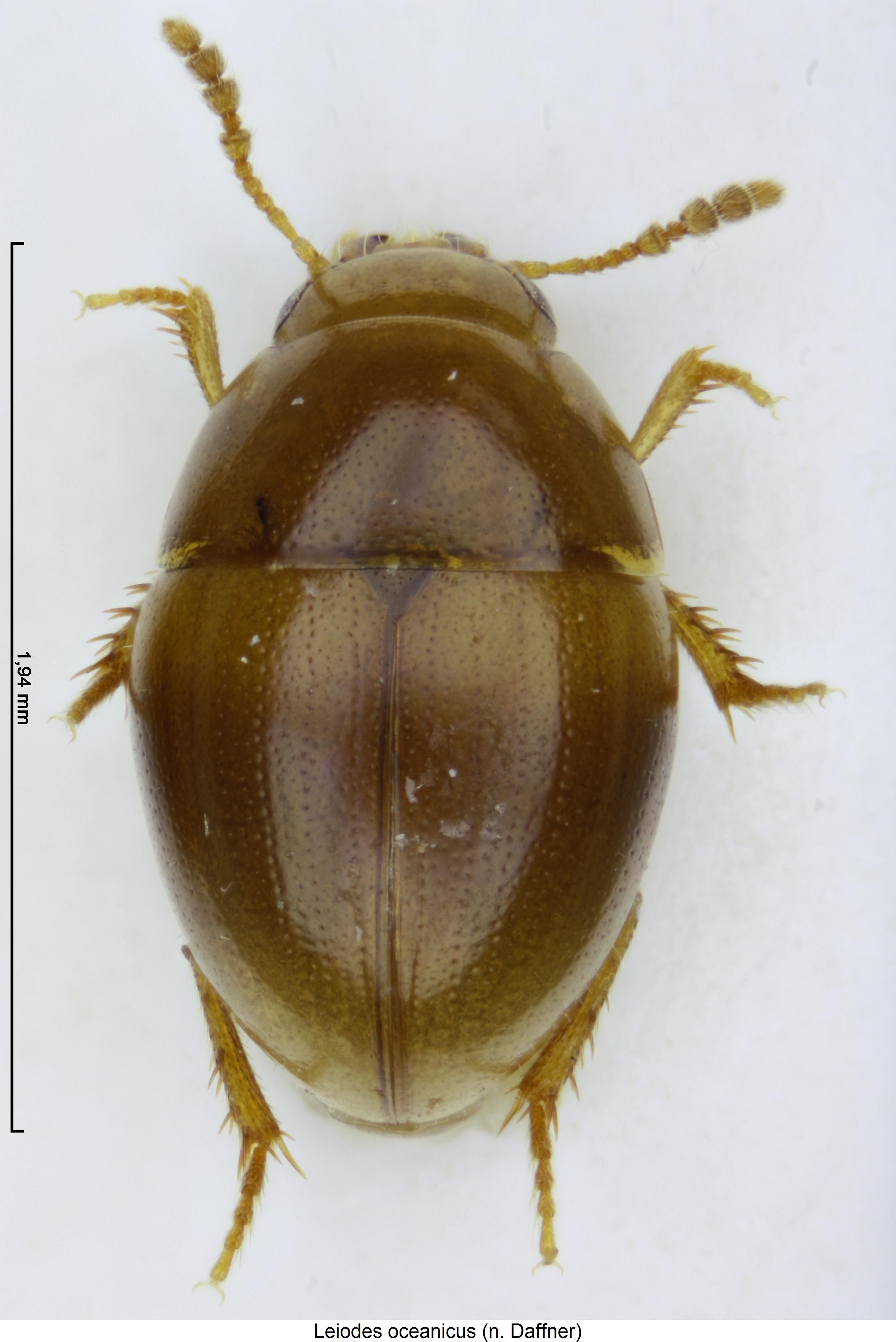 leiodes_oceanicus_hab.jpg