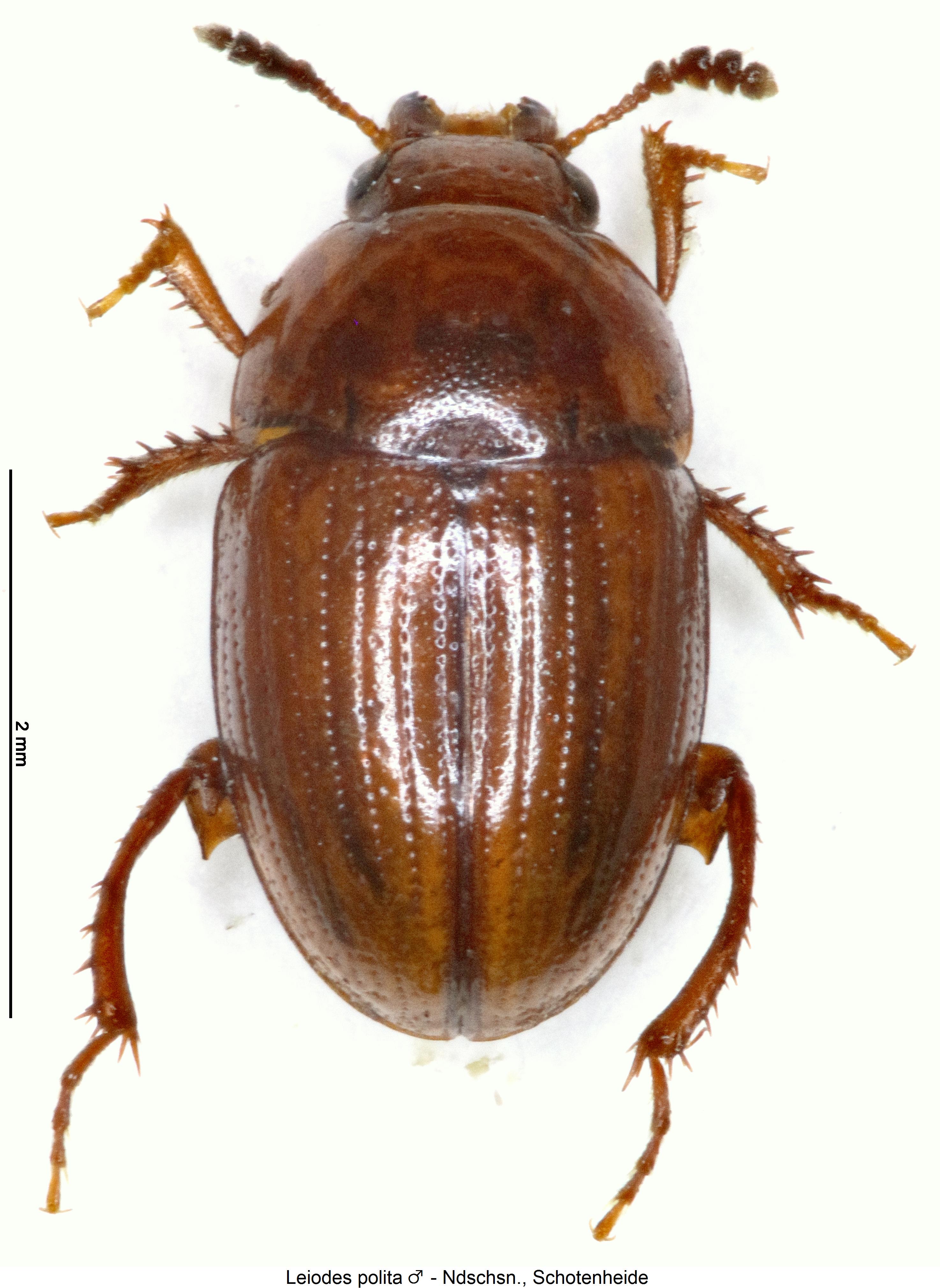 leiodes_polita_m_hab.jpg