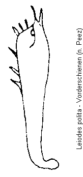 leiodes_polita_vschn.gif