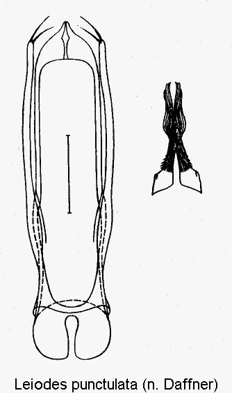 leiodes_punctulata.gif