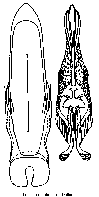 leiodes_rhaetica.gif