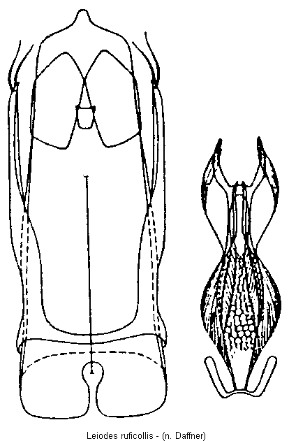 leiodes_ruficollis.gif