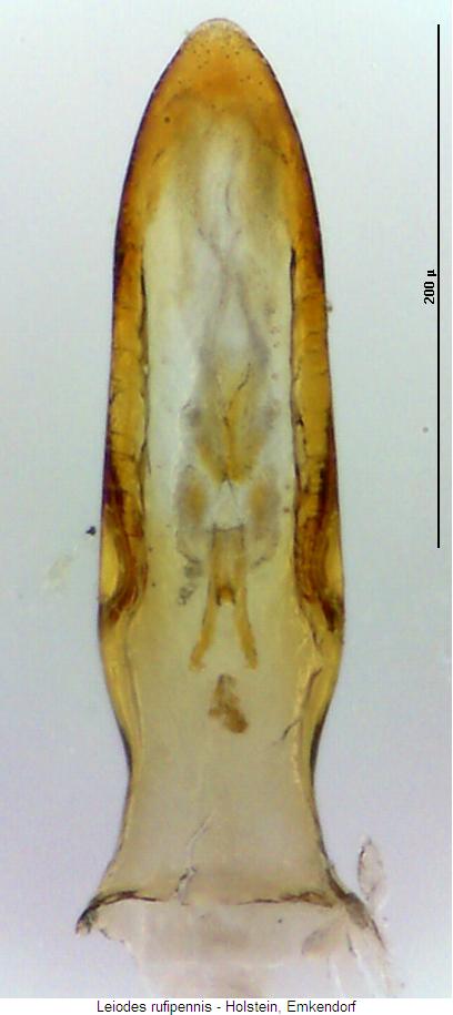 leiodes_rufipennis2.jpg