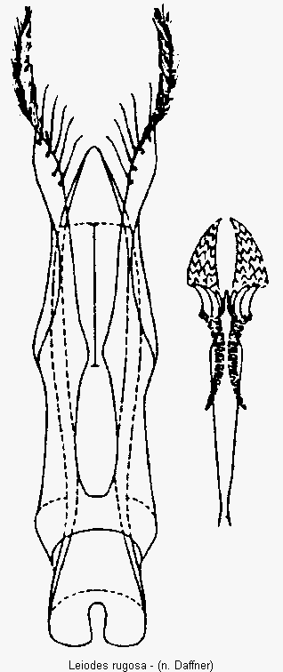leiodes_rugosa.gif