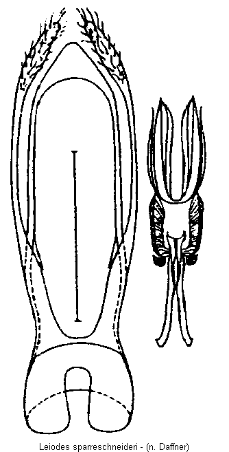 leiodes_sparreschneideri.gif