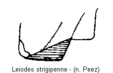 leiodes_strigipenne_mbr.gif