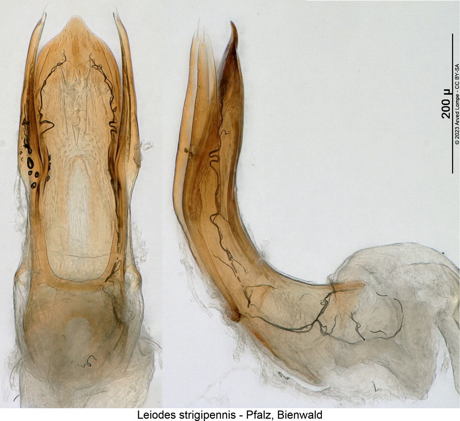 leiodes_strigipennis1.jpg