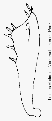leiodes_vladimiri_vschn.gif