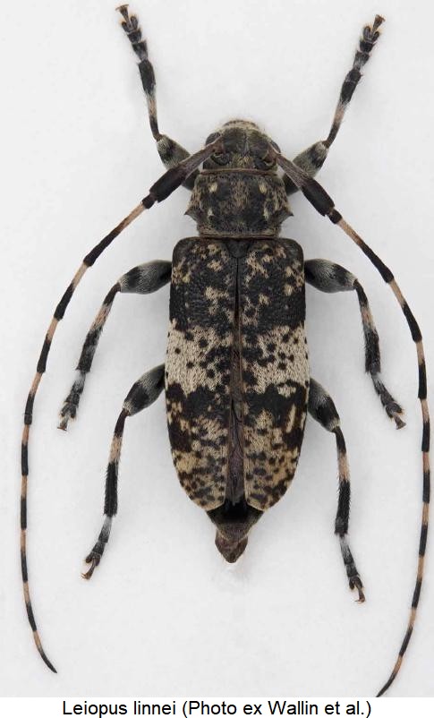 leiopus_linnei_hab.jpg