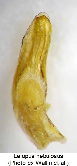 leiopus_nebulosus.jpg