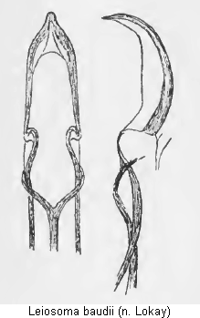 leiosoma_baudii.gif