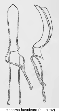 leiosoma_bosnicum.gif