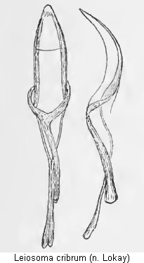 leiosoma_cribrum.gif