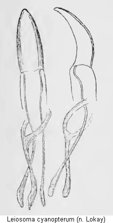 leiosoma_cyanopterum.gif