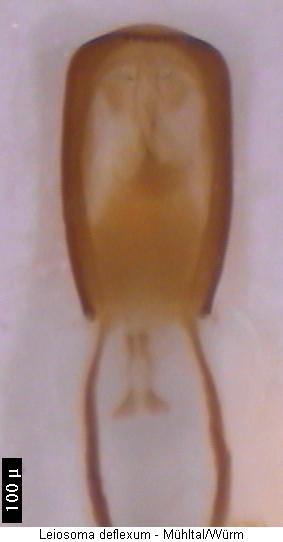 leiosoma_deflexum.jpg