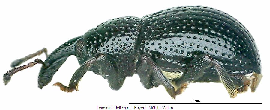 leiosoma_deflexum_sa.jpg