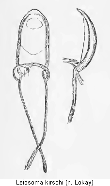 leiosoma_kirschi.gif
