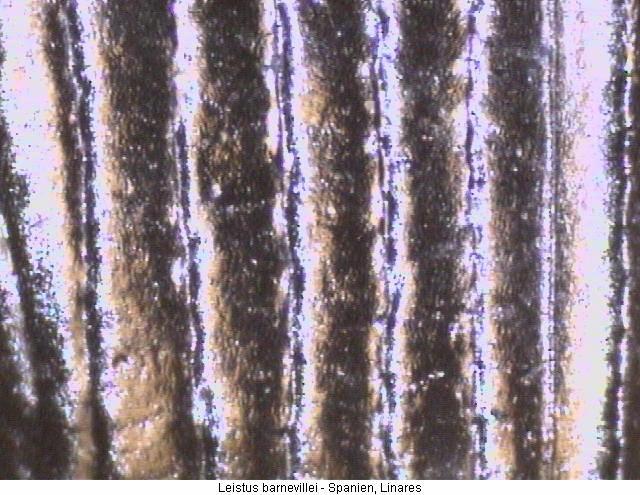 leistus_barnevillei_fldstr.jpg