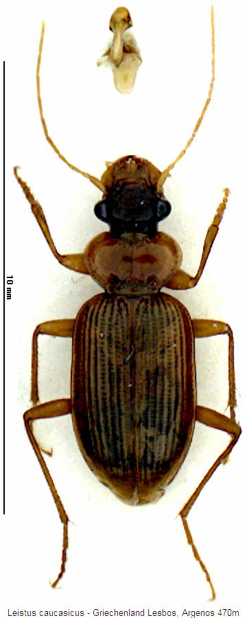 leistus_caucasicus_hab.jpg