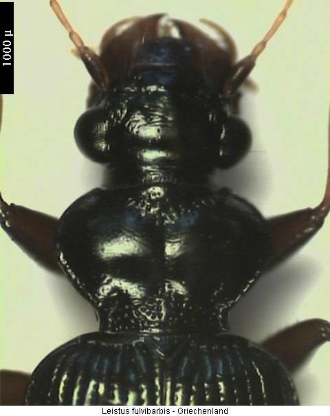 leistus_fulvibarbis_hab.jpg