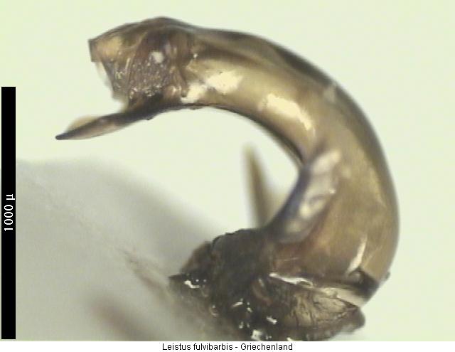 leistus_fulvibarbis_seitenans.jpg
