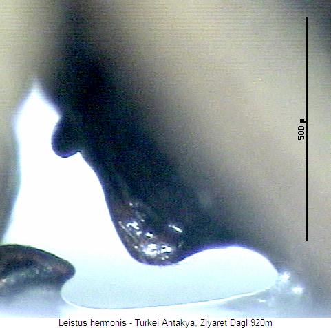 leistus_hermonismbr.jpg