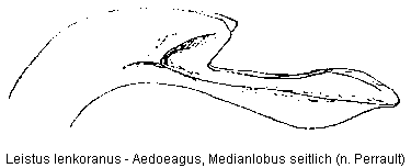 leistus_lenkoranus.gif