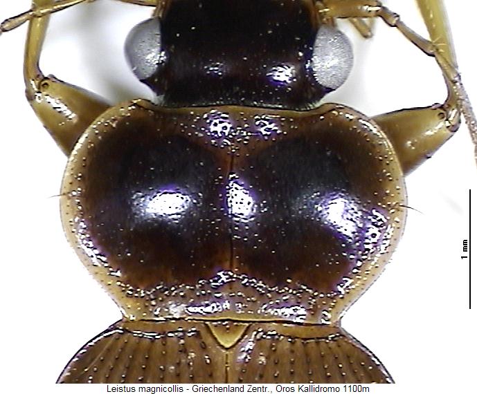 leistus_magnicollis_vk.jpg