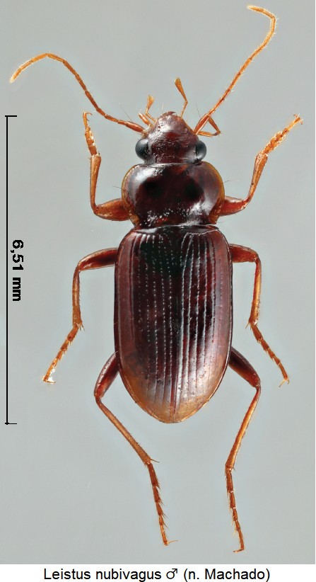 leistus_nubivagus_m_hab.jpg
