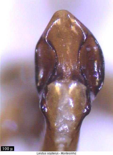 leistus_oopterus.jpg