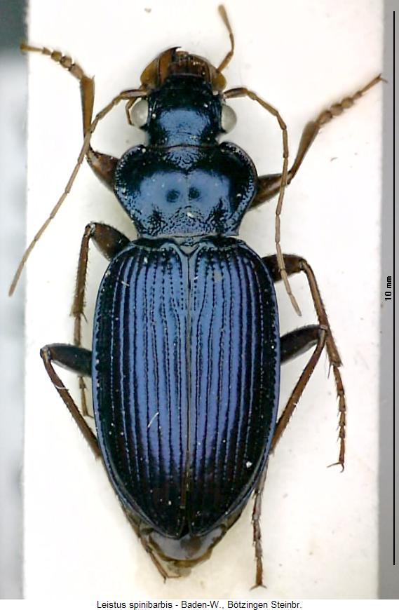 leistus_spinibarbis_hab.jpg