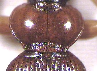 leistus_terminatus_hsch.jpg